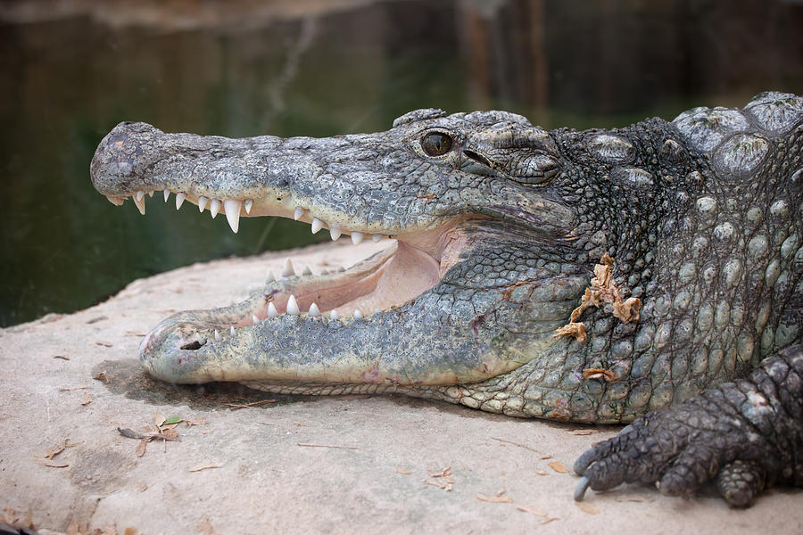 Nile Crocodile Photograph by Artur Bogacki