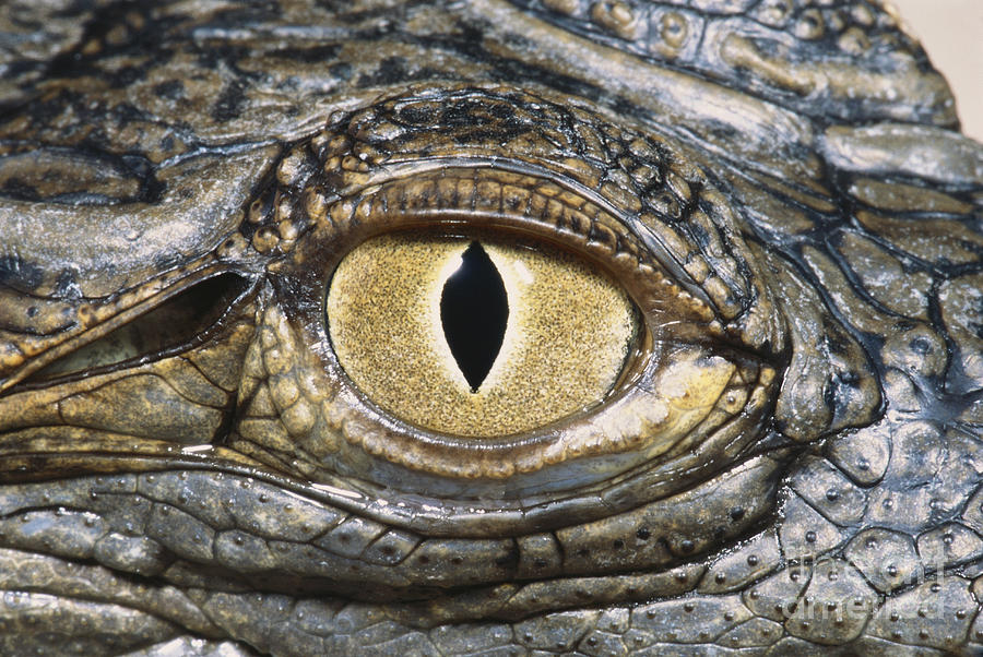 Nile Crocodile Eye Photograph by Dante Fenolio