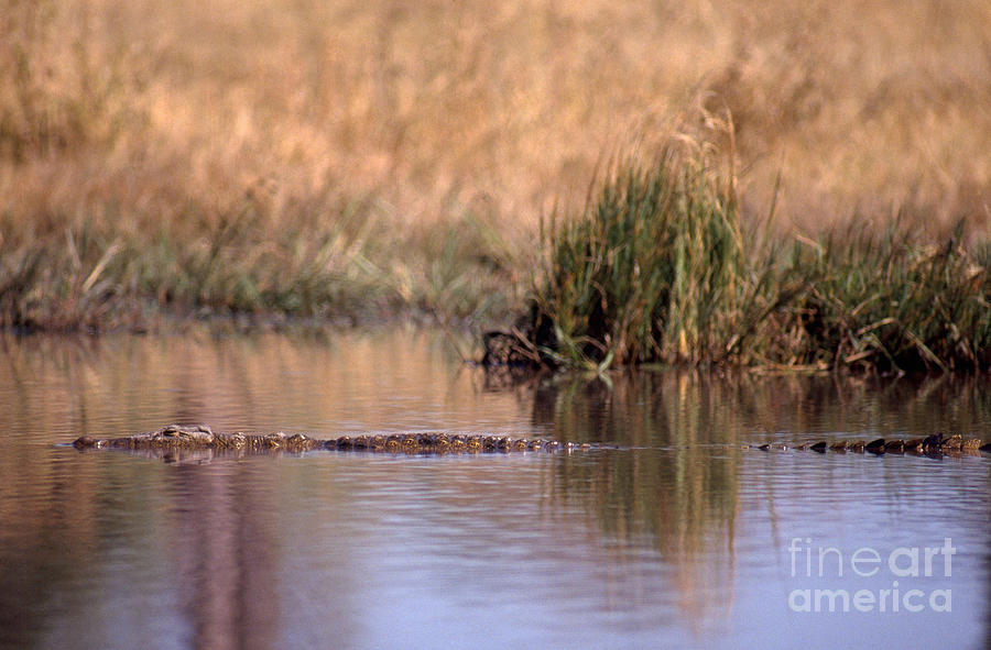 Crocodile Photograph - Nile Crocodile by Gregory G. Dimijian, M.D.