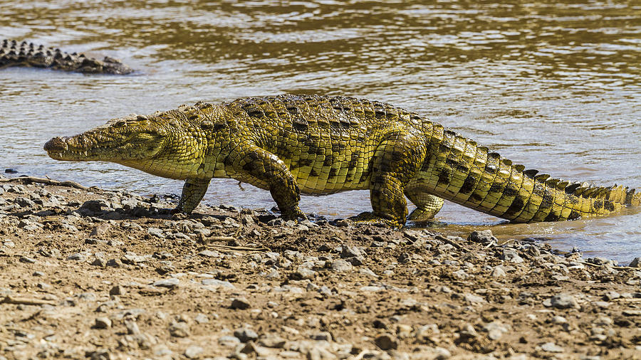 Nile crocodile Photograph by Manoj Shah