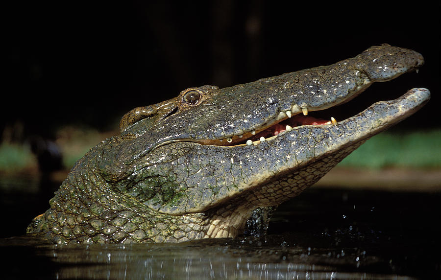 Nile Crocodile Photograph by Nigel J. Dennis