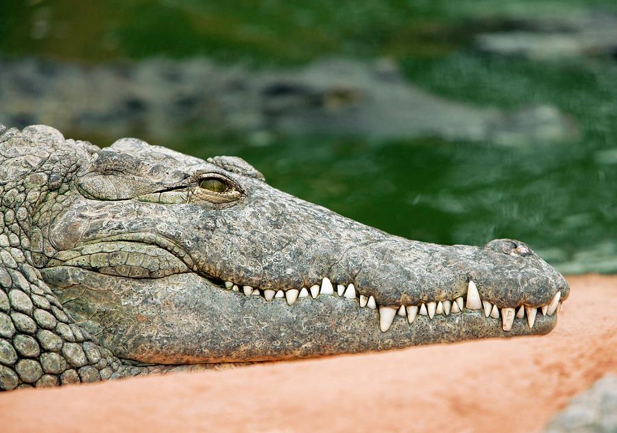 Nile Crocodile Photograph by Pascal Goetgheluck/science Photo Library