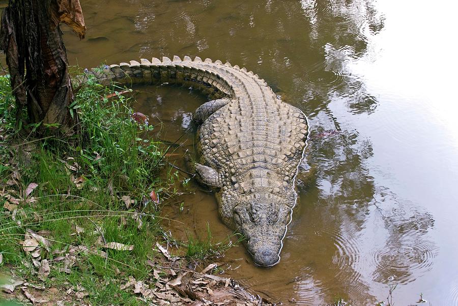 Nile Crocodile Photograph by Philippe Psaila/science Photo Library ...