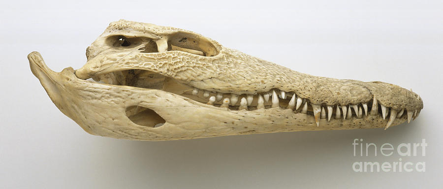 Jaws Photograph - Nile Crocodile Skull, Crocodylus by Dave King / Dorling Kindersley
