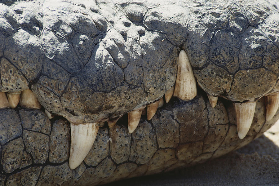 Nile Crocodile Teeth Photograph by Karl H. Switak