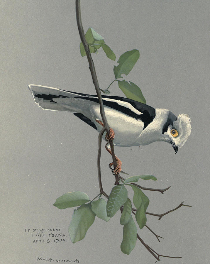 John James Audubon Painting - Nile Helmet Shrike by Dreyer Wildlife Print Collections 