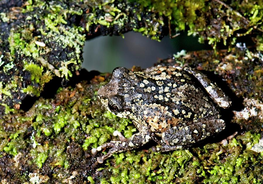 Nilgiri Bush Frog Photograph by K Jayaram
