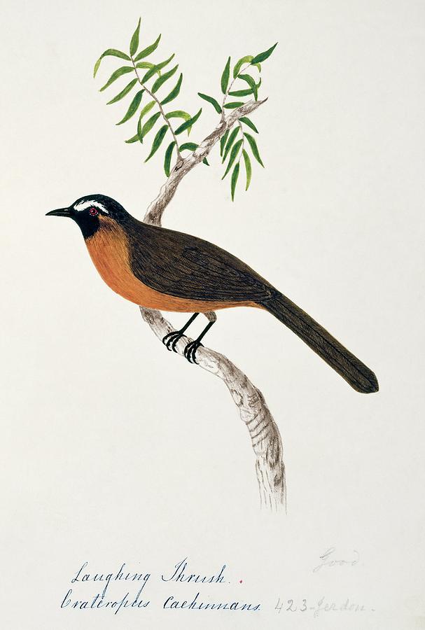Nilgiri Laughing Thrush Photograph by Natural History Museum, London/science Photo Library