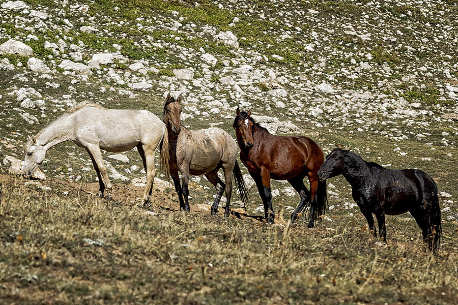 Nimbus and Her Lads from Light to Dark - Pryor Mustangs Photograph by Belinda Greb
