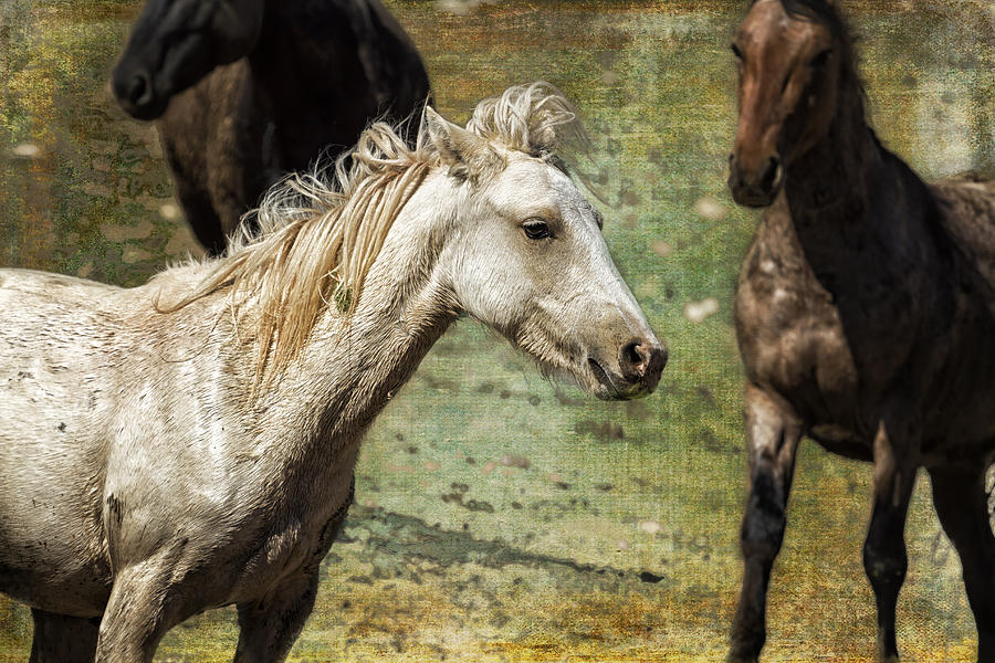 Horse Photograph - Nimbus No. 2 - Pryor Mustangs by Belinda Greb