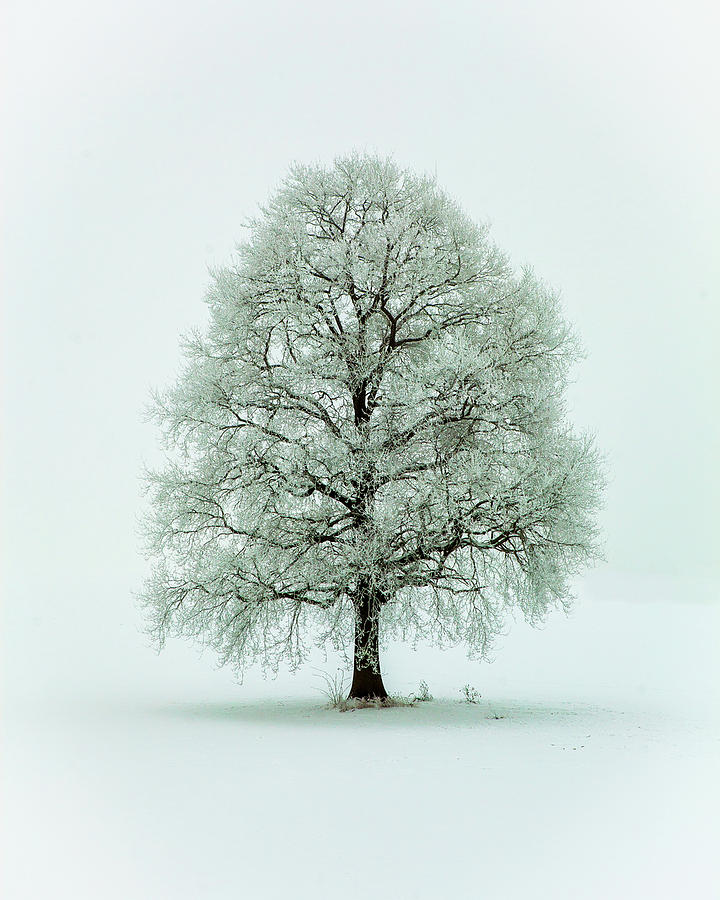 Winter Photograph - Nimloth by Heinz Hieke