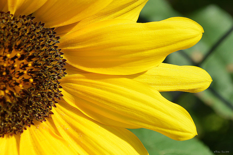 Sunflower Photograph by Felicia Tica