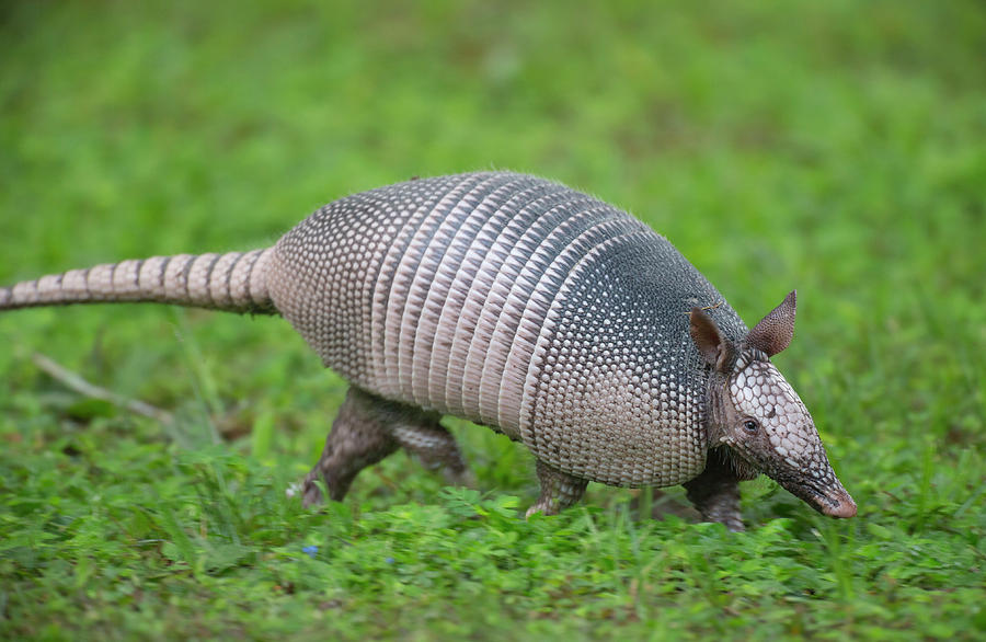 Nine-banded Armadillo, Or Long Nose Photograph by Maresa Pryor - Fine ...