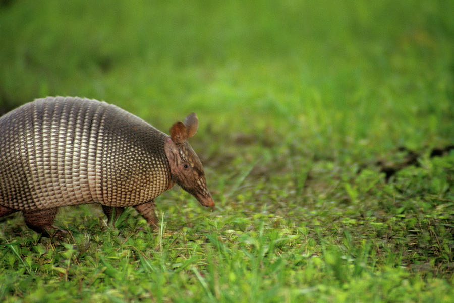 Orlando Photograph - Nine-banded Armadillo by Sally Mccrae Kuyper/science Photo Library