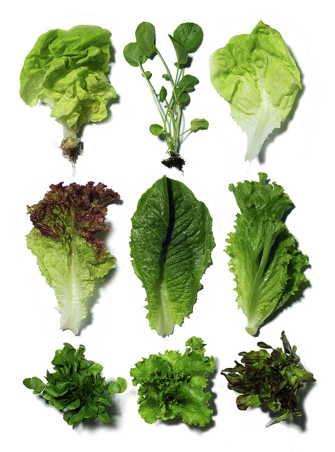 Nine Different Types Of Lettuce Photograph by Jonathan Kantor