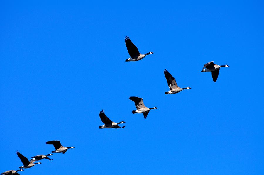 Nine Geese In Flight 21640 Photograph by Jerry Sodorff