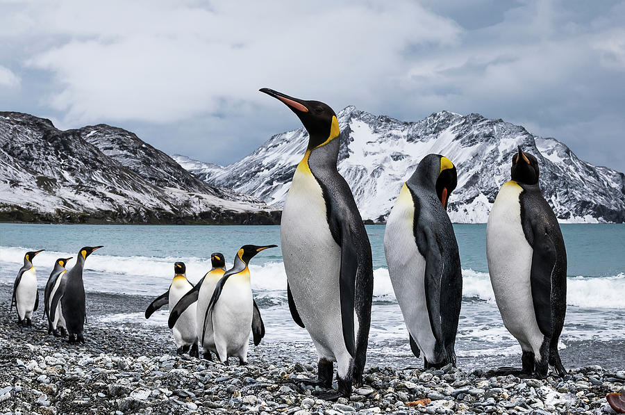 Nine King Penguins  Aptenodytes Photograph by Deb Garside