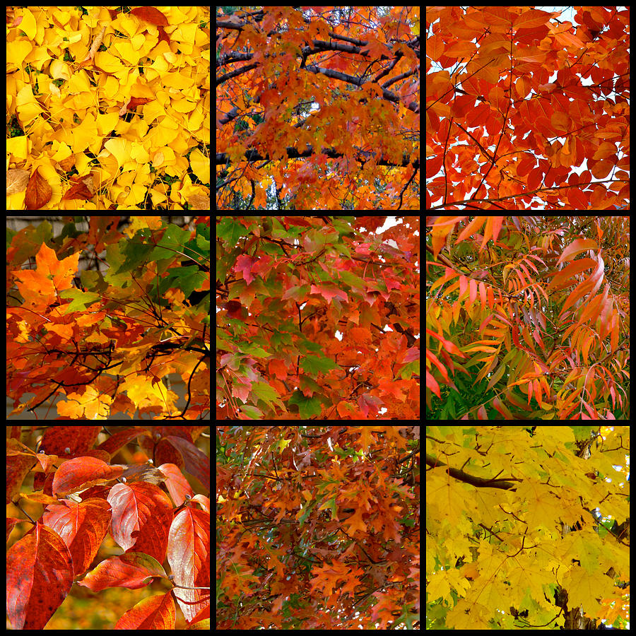 Nine-Square Autumn Leaves Photograph by Jean Wright