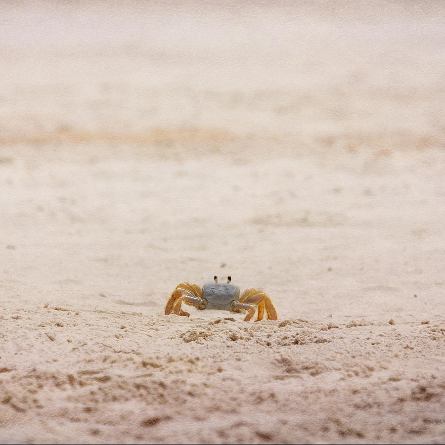 Ninja Crab Photograph by Judy Hall-Folde