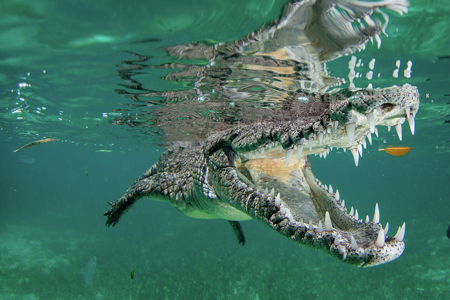 Crocodile Photograph - Nino The Croc by Q. Phia Sherry