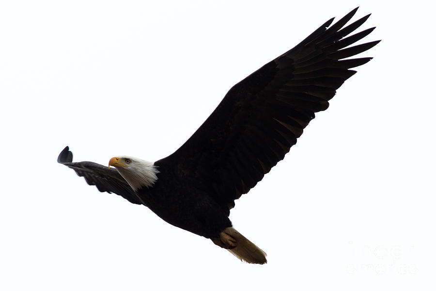 Nisqually Eagle 2 Photograph by John Daly