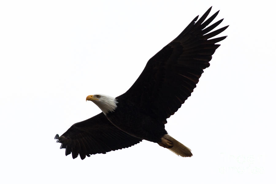 Nisqually Eagle Photograph by John Daly
