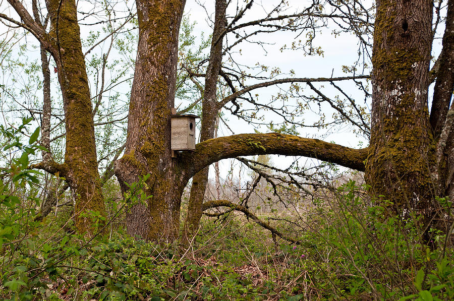 Nisqually National Wildlife Refuge / Trees and Birdhouse Photograph by Tikvahs Hope