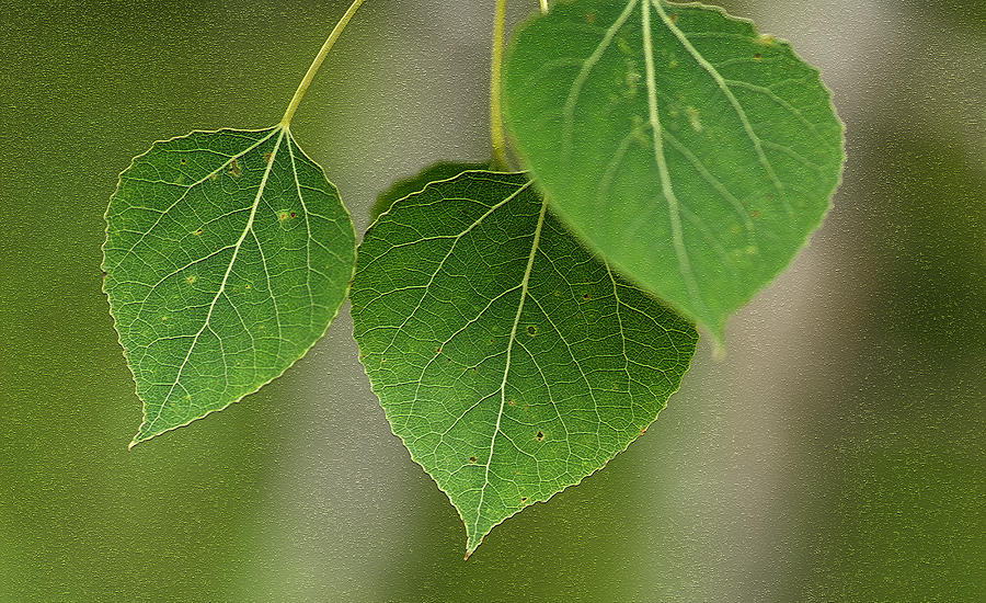 Aspen Leaves Photograph - Niswi by Bill Morgenstern