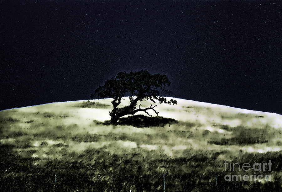 Nite Lite Photograph by C Ray Roth - Fine Art America