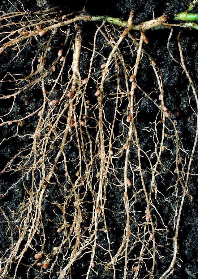 Nitrogen-fixing Root Nodules Of Clover Plant Photograph by Dr Jeremy Burgess/science Photo Library.
