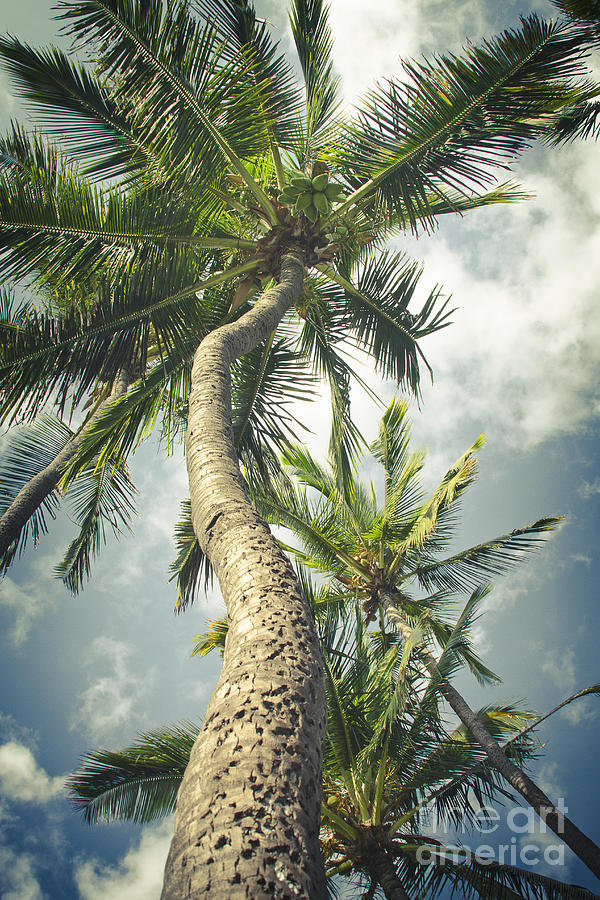 Niu - Hoaloha Beach Coconut Palm Kahului Maui Hawaii Photograph by Sharon Mau