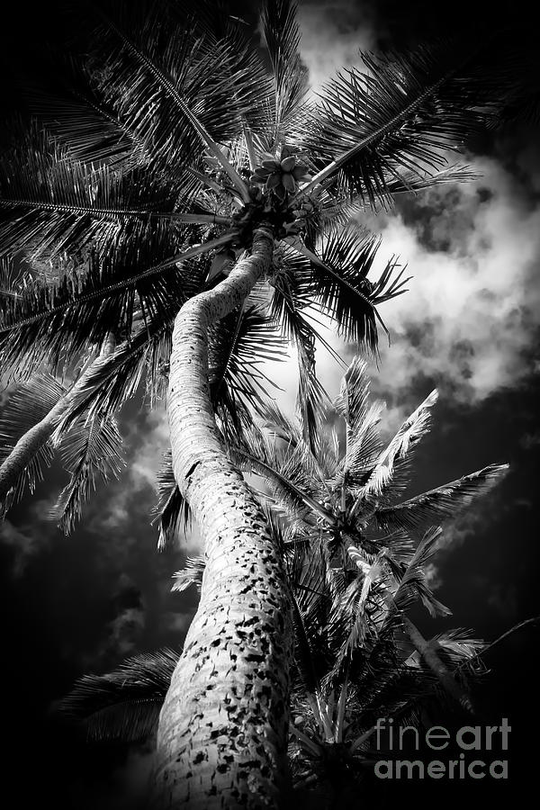 Niu - Hoaloha Beach Coconut Palm Photograph by Sharon Mau