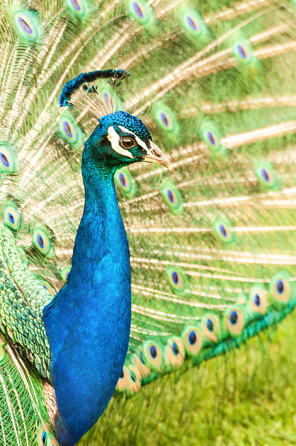 NJ Peacock Profile Photograph by Don Johnson