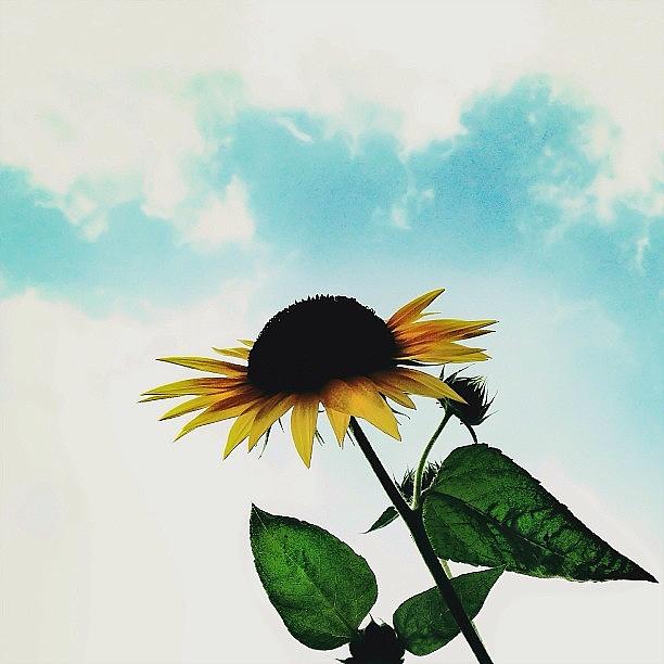 .
last Sunflower Photograph by Rimagraphy Ima-ju