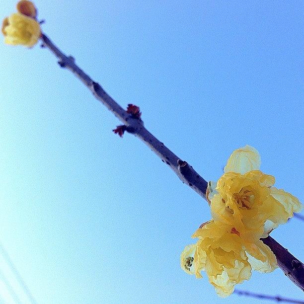 Flower Photograph - #イマソラ
#mysky #sky #sora by Satsuki Nakazawa