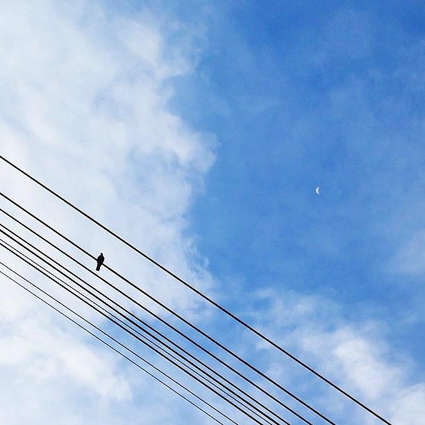 Sky Photograph - 月と鳥

#イマソラ #mysky #sky by Satsuki Nakazawa
