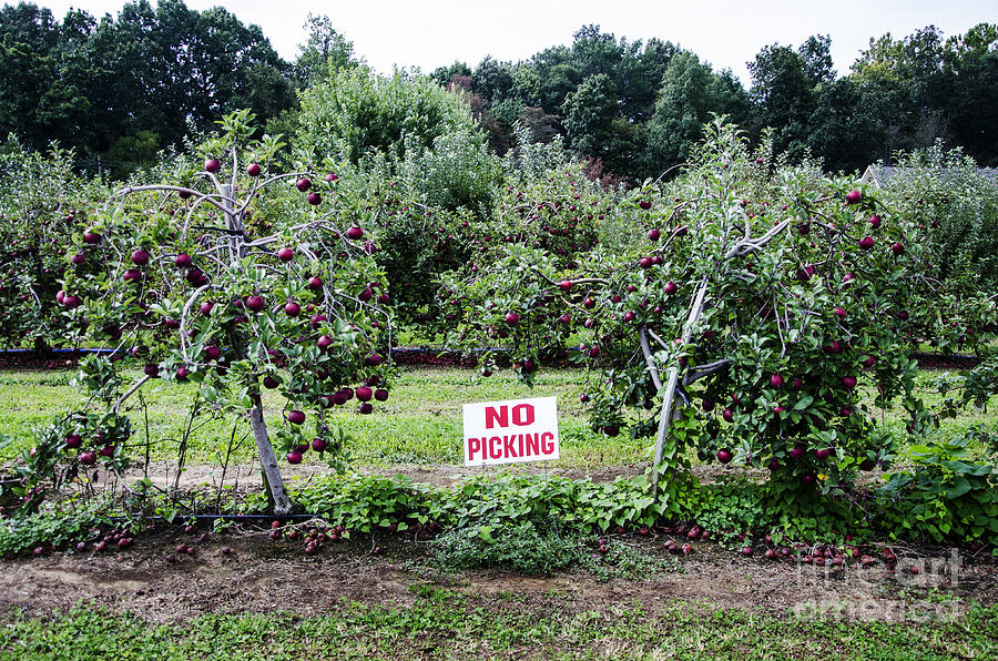 No Apple Picking Photograph by Paul Mashburn