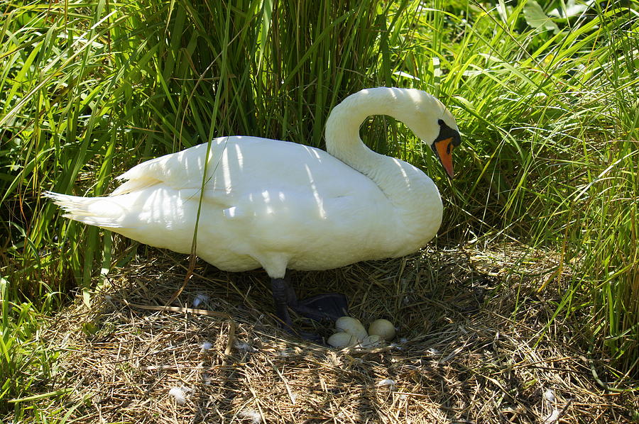Swan Photograph - No Babies Yet by Laurie Perry