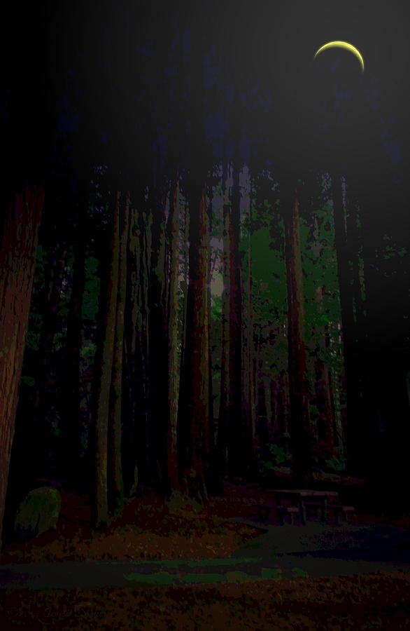 No CA Redwoods Beauty At Night Two Photograph by Joyce Dickens