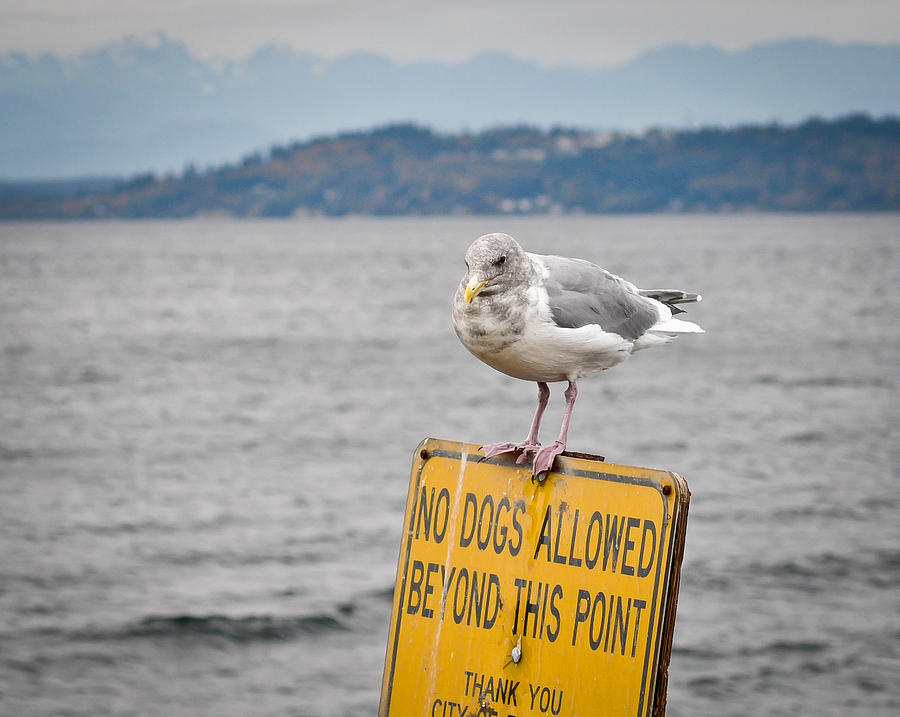Seagull Photograph - No Dogs Allowed Beyond This Point by Ronda Broatch