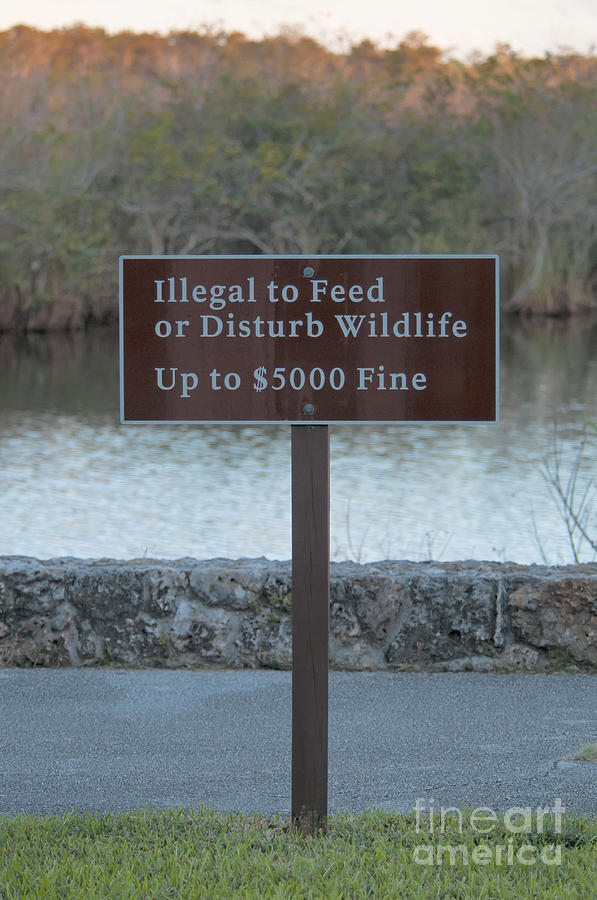 No Feeding Wildlife Sign, Everglades Photograph by Mark Newman