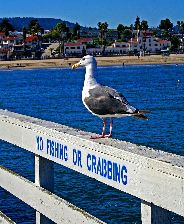 No Fishing or Crabbing Photograph by Joseph Coulombe