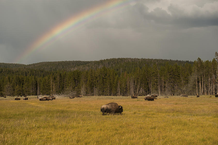 Yellowstone National Park Photograph - No Gold Just Bulls by Amy Gerber