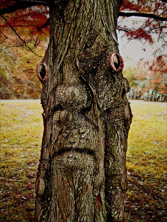 Tree Photograph - No Hugs by John Anderson
