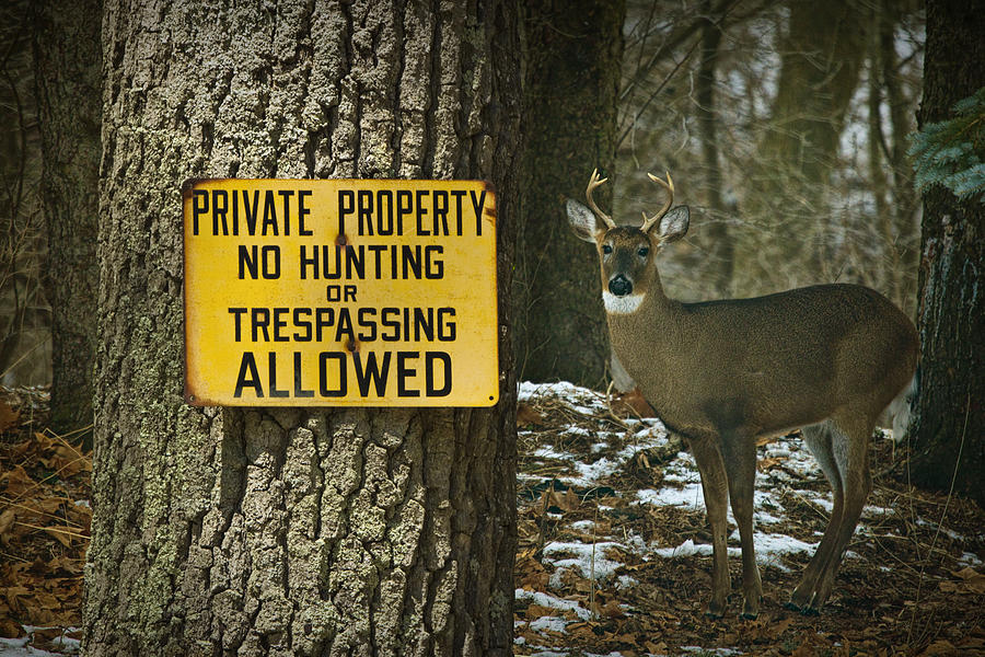 No Hunting Sign and Whitetail Buck Photograph by Randall Nyhof
