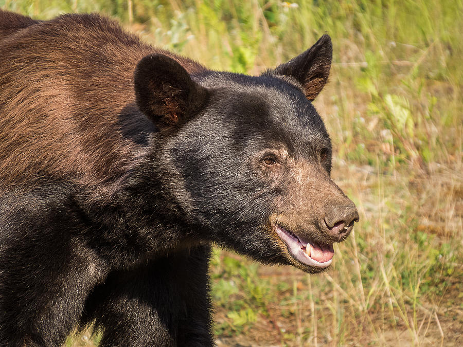 Black Bear Smile Photograph by Patti Deters