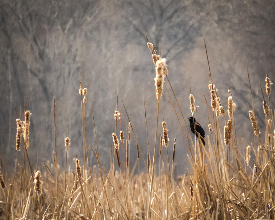 Blackbird Photograph - Blackbird Solo by Patti Deters