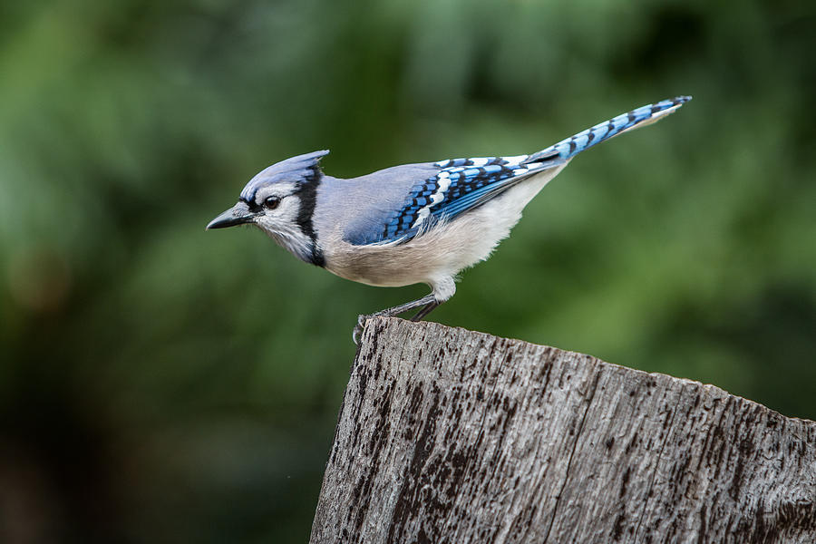 Blue Jay on Stump Photograph by Patti Deters