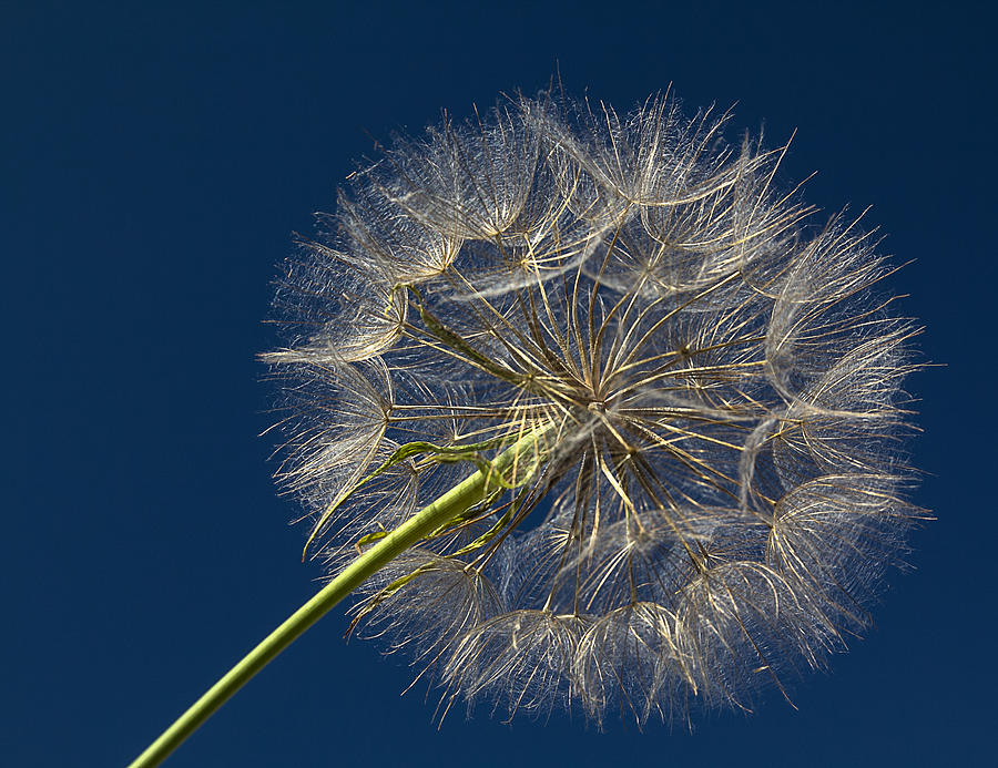 Nature Photograph - Dandelion Sparkle by Patti Deters