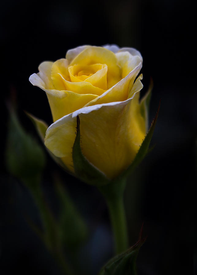 Single Yellow Rose Photograph by Patti Deters